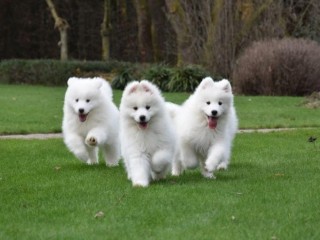 chiots-samoyede