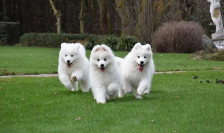 chiots-samoyede-big-0