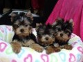 chiots-male-et-femelles-yorkshire-small-0