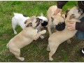 chiots-type-bouledogue-francais-small-0