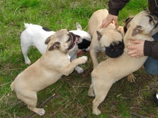 chiots-type-bouledogue-francais