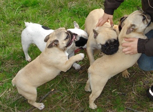 chiots-type-bouledogue-francais-big-0