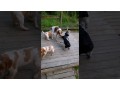 adorables-chiots-epagneul-breton-small-0