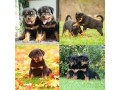 chiots-rottweiler-small-0