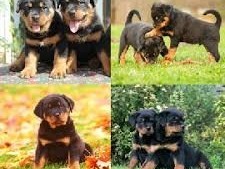 chiots-rottweiler