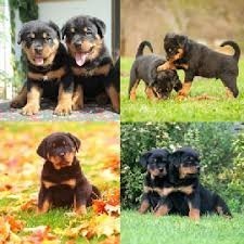 chiots-rottweiler-big-0