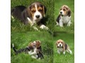 chiots-beagle-small-0