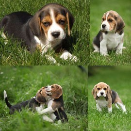 chiots-beagle-big-0