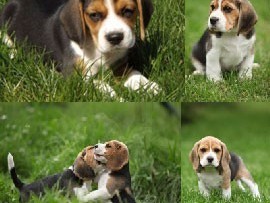 chiots-beagle