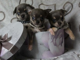 chiots-chihuahua