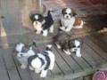 magnifiques-chiots-shi-tzu-small-0