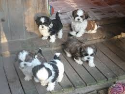 magnifiques-chiots-shi-tzu