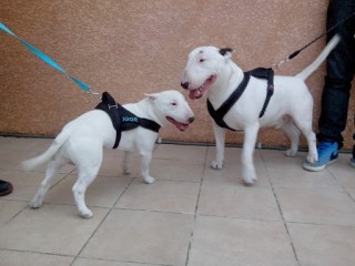 chiots-bull-terrier