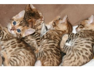 Magnifiques chatons bengal