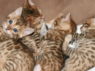 magnifiques-chatons-bengal