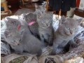 chatons-chartreux-small-0