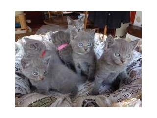 Chatons Chartreux