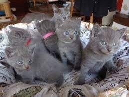 chatons-chartreux