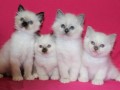 chatons-sacre-de-birmanie-small-0