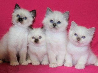 chatons-sacre-de-birmanie