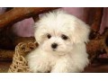 chiots-bichon-maltais-small-1