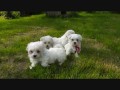 chiots-bichon-maltais-small-0