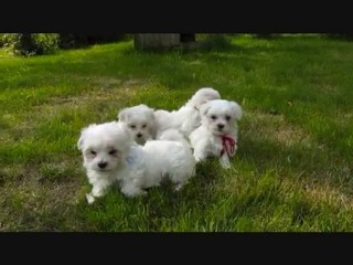 chiots-bichon-maltais