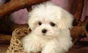 chiots-bichon-maltais-big-1