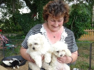 chiots-bichon-maltais-non-lof