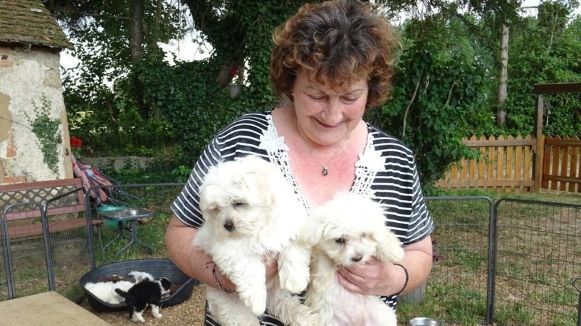 chiots-bichon-maltais-non-lof-big-0