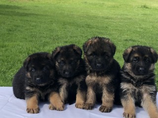 chiots-berger-allemand-lof