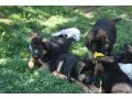 chiots-de-type-berger-allemand-small-0