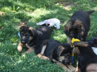 chiots-de-type-berger-allemand