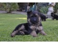 magnifiques-chiots-berger-allemand-small-0