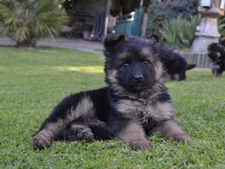 magnifiques-chiots-berger-allemand