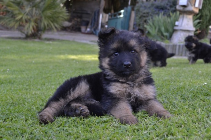 magnifiques-chiots-berger-allemand-big-0