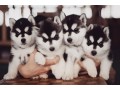 chiots-husky-siberien-small-0