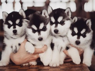 chiots-husky-siberien