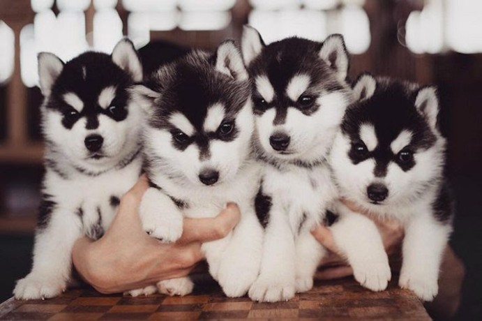 chiots-husky-siberien-big-0