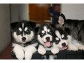 chiots-siberian-husky-small-0