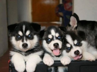 chiots-siberian-husky