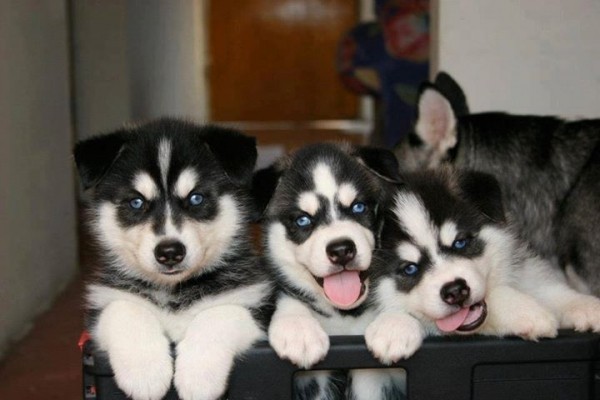 chiots-siberian-husky-big-0