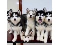 merveilleux-chiots-husky-siberien-small-0