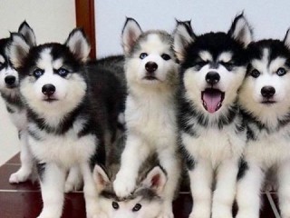 merveilleux-chiots-husky-siberien