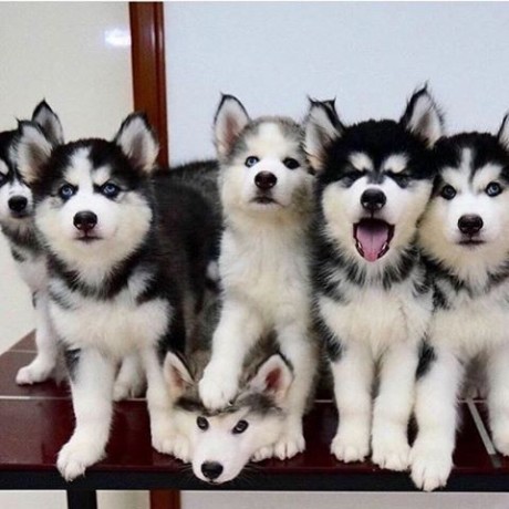 merveilleux-chiots-husky-siberien-big-0