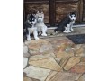 chiots-husky-siberien-small-0