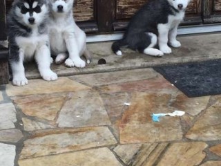 chiots-husky-siberien