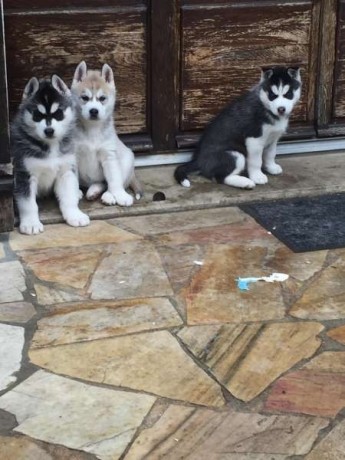 chiots-husky-siberien-big-0