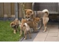 chiots-shiba-inu-male-et-femelle-small-0