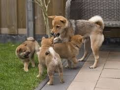 chiots-shiba-inu-male-et-femelle